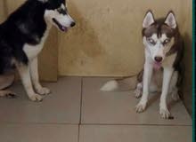 3 husky dogs for sale each is 7000