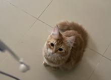 قطه شيرازية قطه شيرازية