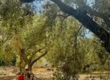 Mixed Use Land for Sale in Tulkarm Other