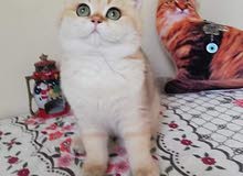 قطة للبيع قطة للبيع