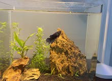 Aquarium with Betta Fish Aquarium with Betta Fish