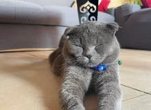 قط Scottish Fold للبيع
