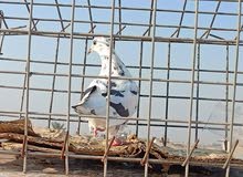 حمام لوت للبيع عدد2 حمام لوت للبيع عدد2
