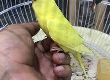 adult budgies for sale in Alain