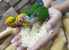 صن كنيور العمر من 2الى 5 صن كنيور العمر من 2الى 5