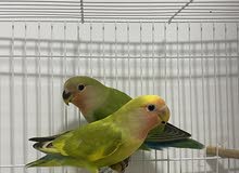 2 month old african love bird chiks , 2 pieces only 350