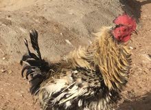 دجاج كيرلي دجاج كيرلي