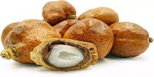 الدوم أو (الفوفلية) الدوم أو (الفوفلية)