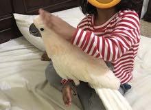Moluccan Cockatoo 9-10 Months old King Size Moluccan Cockatoo 9-10 Months old King Size