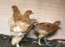Brama chiks for sale 2male/1female /150AED