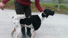 pointer pointer