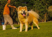 جراء Japanese akita جراء Japanese akita