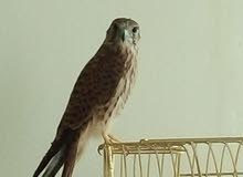 Kestrel Baby Falcon Kestrel Baby Falcon