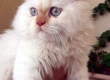 قطه هملايا للبيع قطه هملايا للبيع
