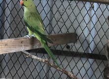 مطلوب نثه دره مال تكاثر مطلوب نثه دره مال تكاثر