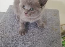 British blue short hair delivery free British blue short hair delivery free