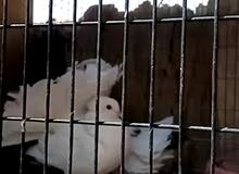 حمام عرايس مطاريد فول مفولات هزاز كلاش كنزوعه ذيل حمام عرايس مطاريد فول مفولات هزاز كلاش كنزوعه ذيل