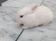 bunnies for sale bunnies for sale