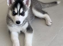 Husky puppy for sale Husky puppy for sale