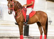 gelding for sale gelding for sale
