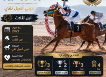 حصان عربي أصبل