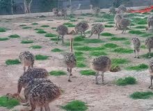 افراخ نعام للبيع افراخ نعام للبيع