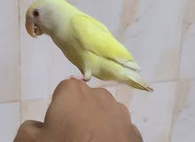 lovebird lovebird