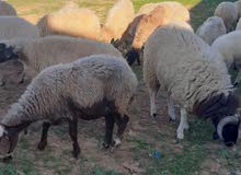نعاج للبيع سنهم صغيره كولهم عشار عددهم 20 نعاج للبيع سنهم صغيره كولهم عشار عددهم 20