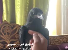 للبيع غراب سوبر جامبو اليف للبيع غراب سوبر جامبو اليف