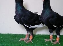اجواز مسويد