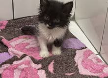 2 month old female 400 2 month old female 400