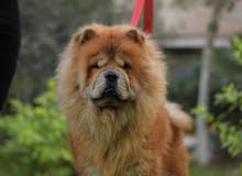 chow chow for breeding chow chow for breeding
