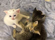 الأم و ثلاث قطط ذكور أعمارهم شهر ونصف من نوع شيرازي ( للتبني ) فقط !!