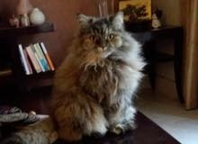 Cat for adoption Cat for adoption