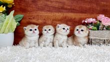 4000-20000dhs per kitten, various qualities maine coon,munchkin and scottish 4000-20000dhs per kitten, various qualities maine coon,munchkin and scottish