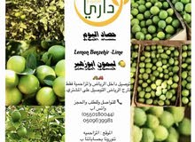 ليمون ابو زهير Lemon Benzehir - Lime ليمون ابو زهير Lemon Benzehir - Lime