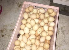 بيض خالي من الادويه السعر 100بيضه 80درهم بيض خالي من الادويه السعر 100بيضه 80درهم