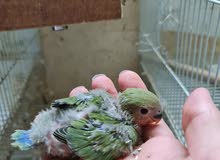 lovebird chicks lovebird chicks