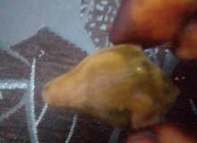 الحلزونه الحلزونه