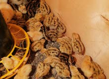 سمان سوبر جامبو اهل البريمي لا يفوتكم يوجد توصيل للبريمي ومحضه سمان سوبر جامبو اهل البريمي لا يفوتكم يوجد توصيل للبريمي ومحضه
