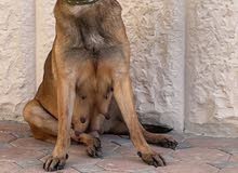 malinois female 2 years and a half malinois female 2 years and a half