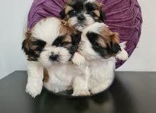 Princess Type Shihtzu Princess Type Shihtzu