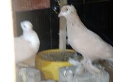 حمام زيراي اصفر زوج 3 نثايه حمام زيراي اصفر زوج 3 نثايه