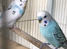 Breeding budgie pair for sale with cage and box Breeding budgie pair for sale with cage and box