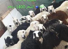 بيع أضاحي العيد بيع أضاحي العيد