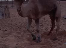 جمل عربي جمل عربي