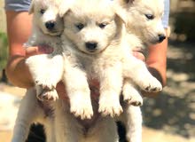 siberian husky puppies for sale siberian husky puppies for sale