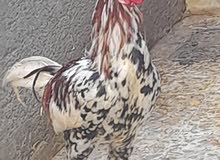 ديك مضرب هندي ديك مضرب هندي