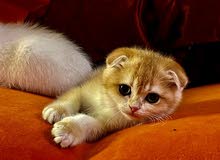 Scottish fold triple short hair 2 NY 12, AY2133, NS 11,Males (top quality) Scottish fold triple short hair 2 NY 12, AY2133, NS 11,Males (top quality)