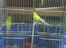 للبيع 4عصافير للبيع 4عصافير